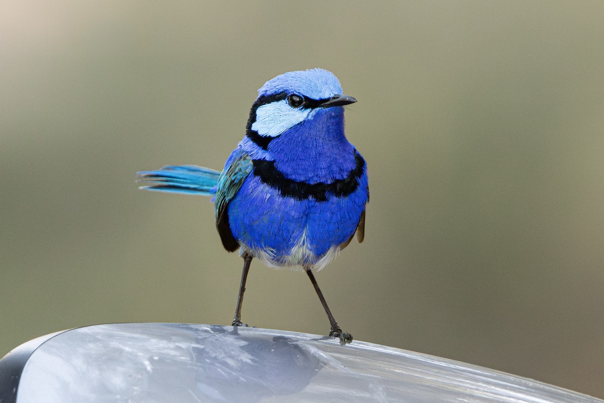 Splendid Fairywren - ML643530914