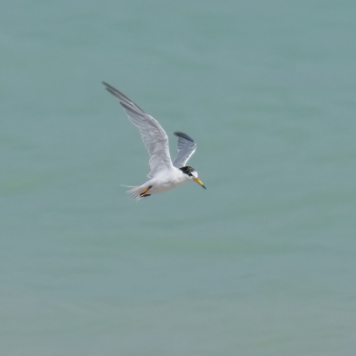 Хурган хараалай - ML643530931