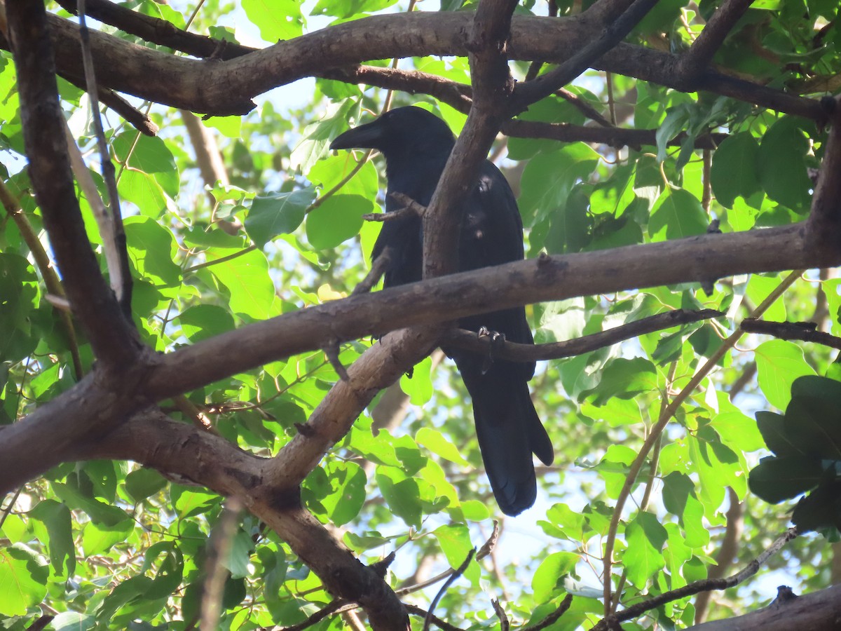 Large-billed Crow (Indian Jungle) - ML643530941