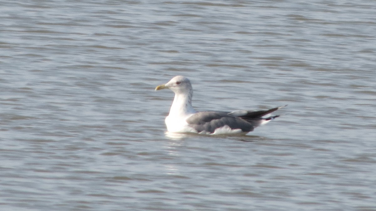 Lesser Black-backed Gull - ML643530945