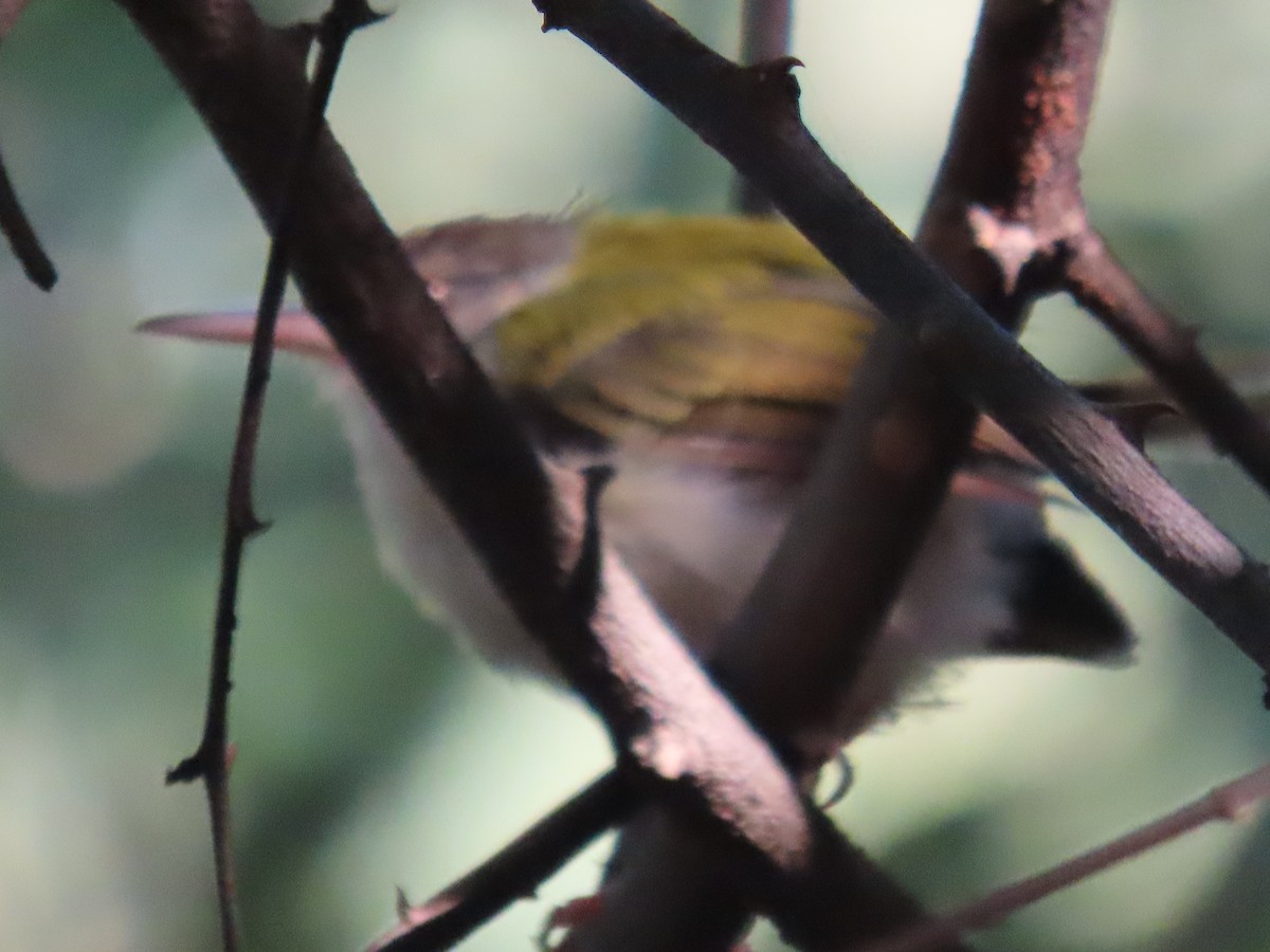 Common Tailorbird - ML643530946