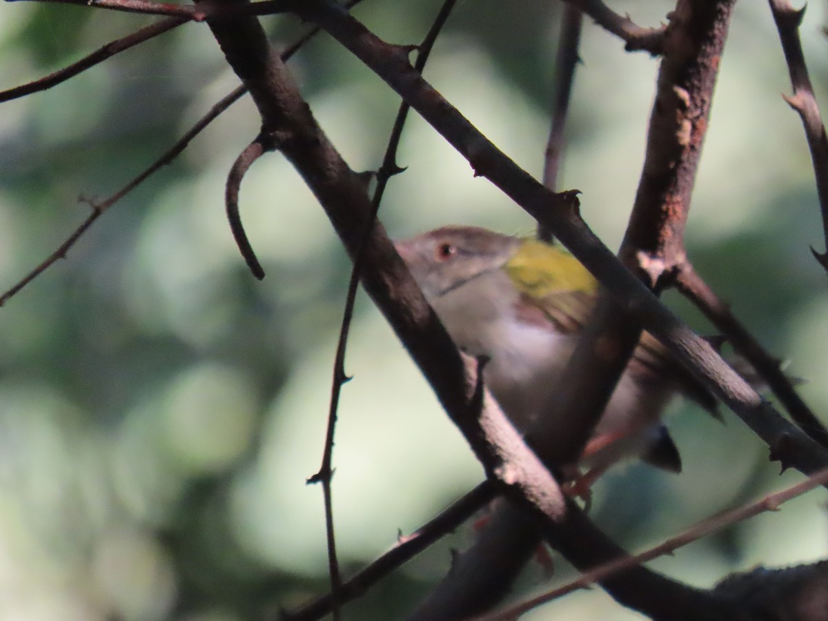Common Tailorbird - ML643530947
