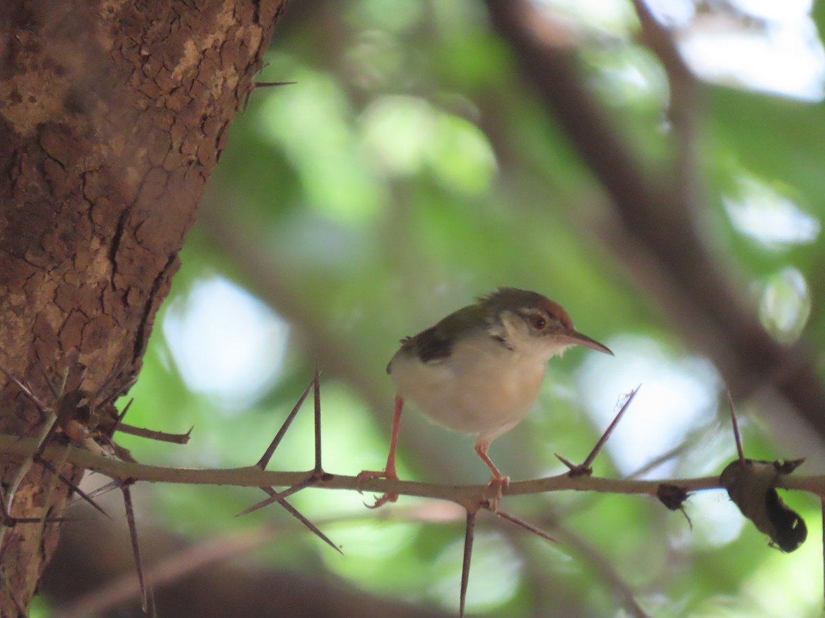 Common Tailorbird - ML643530948