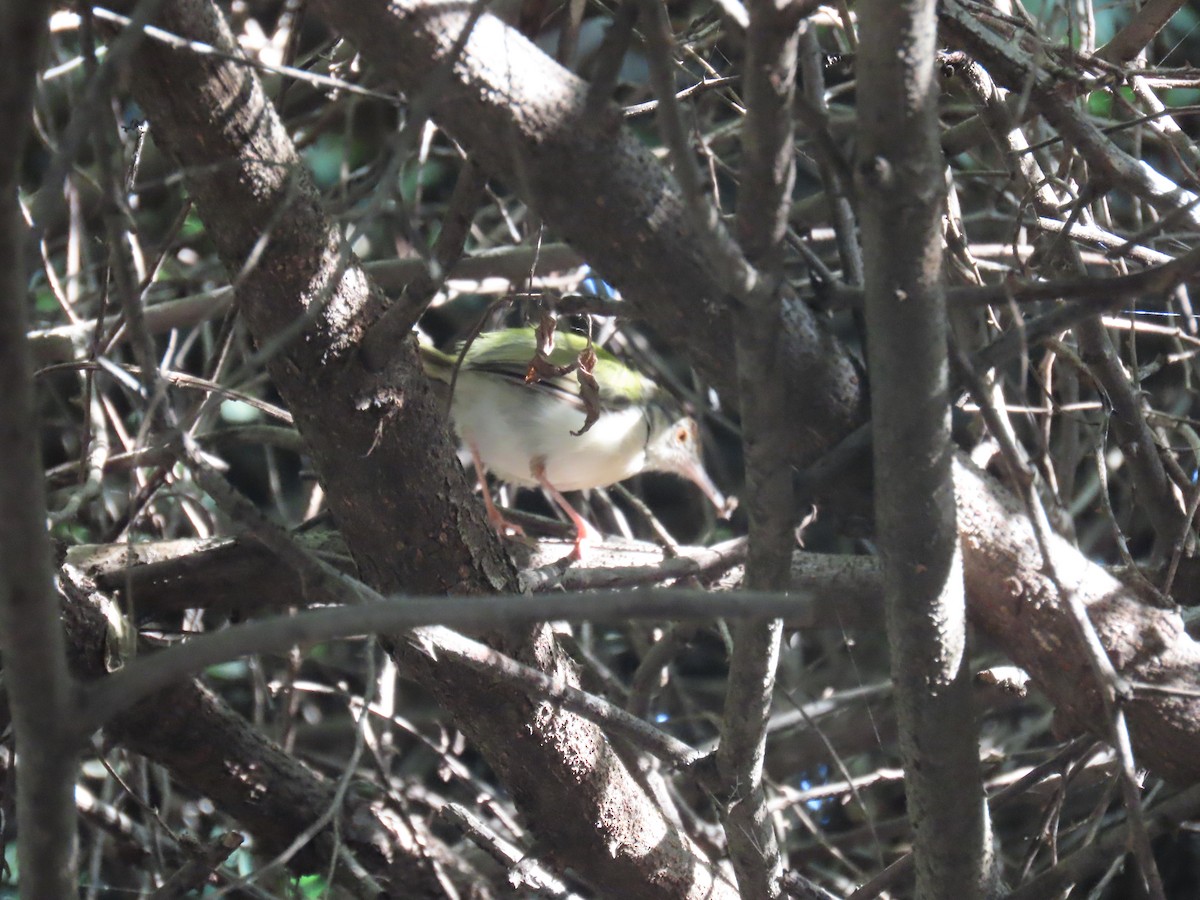 Common Tailorbird - ML643530949