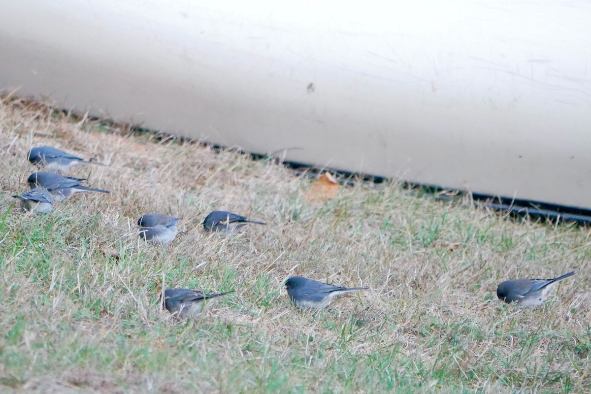 Dark-eyed Junco - ML643530955