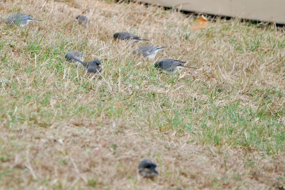 Dark-eyed Junco - ML643530956