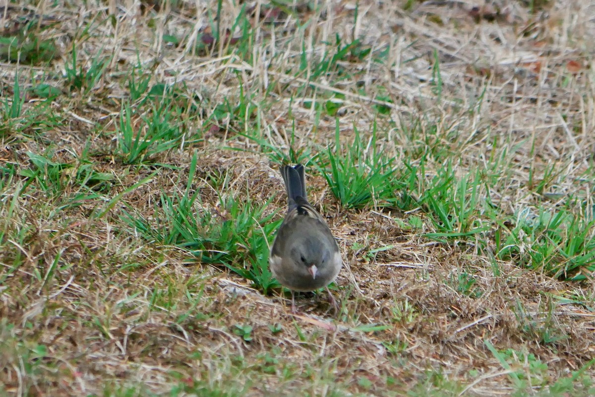 Dark-eyed Junco - ML643530957