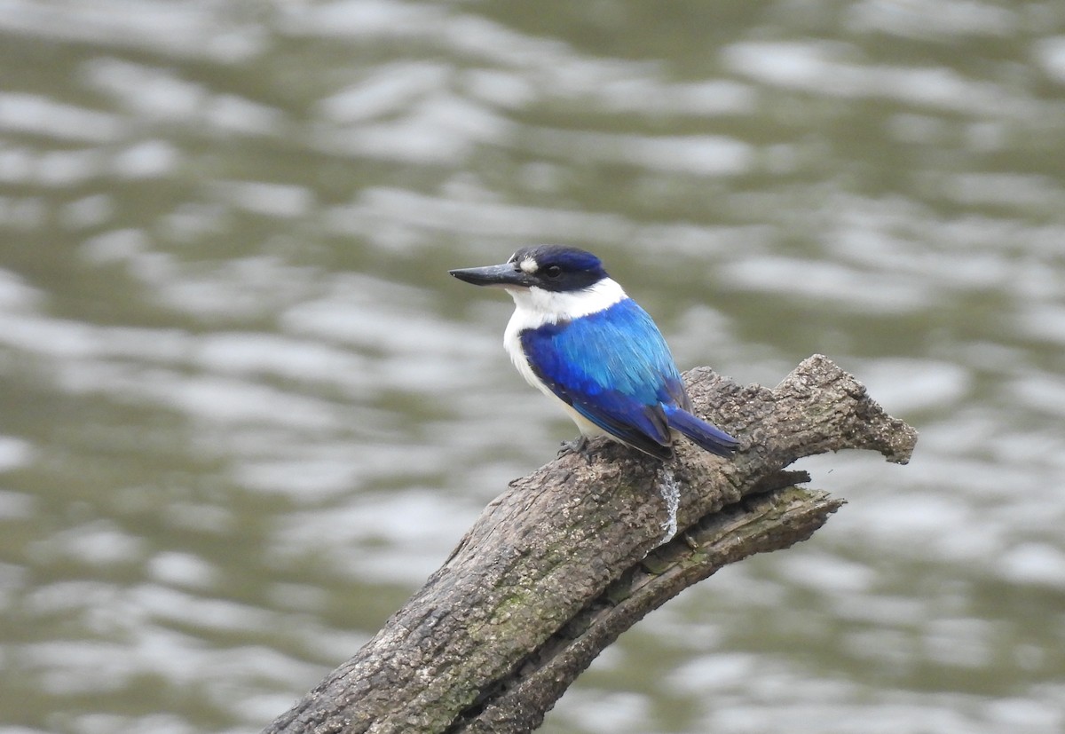 Forest Kingfisher - ML643530960