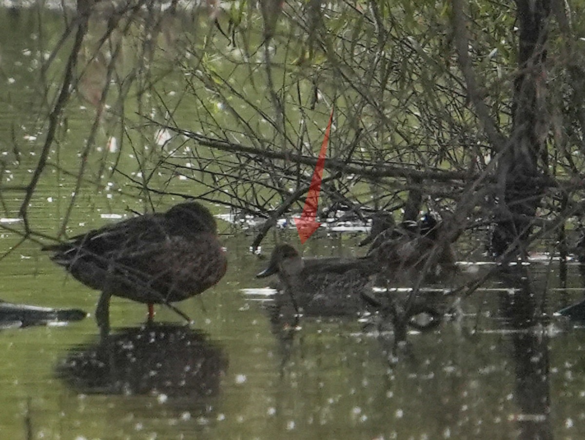 Green-winged Teal - ML643530963