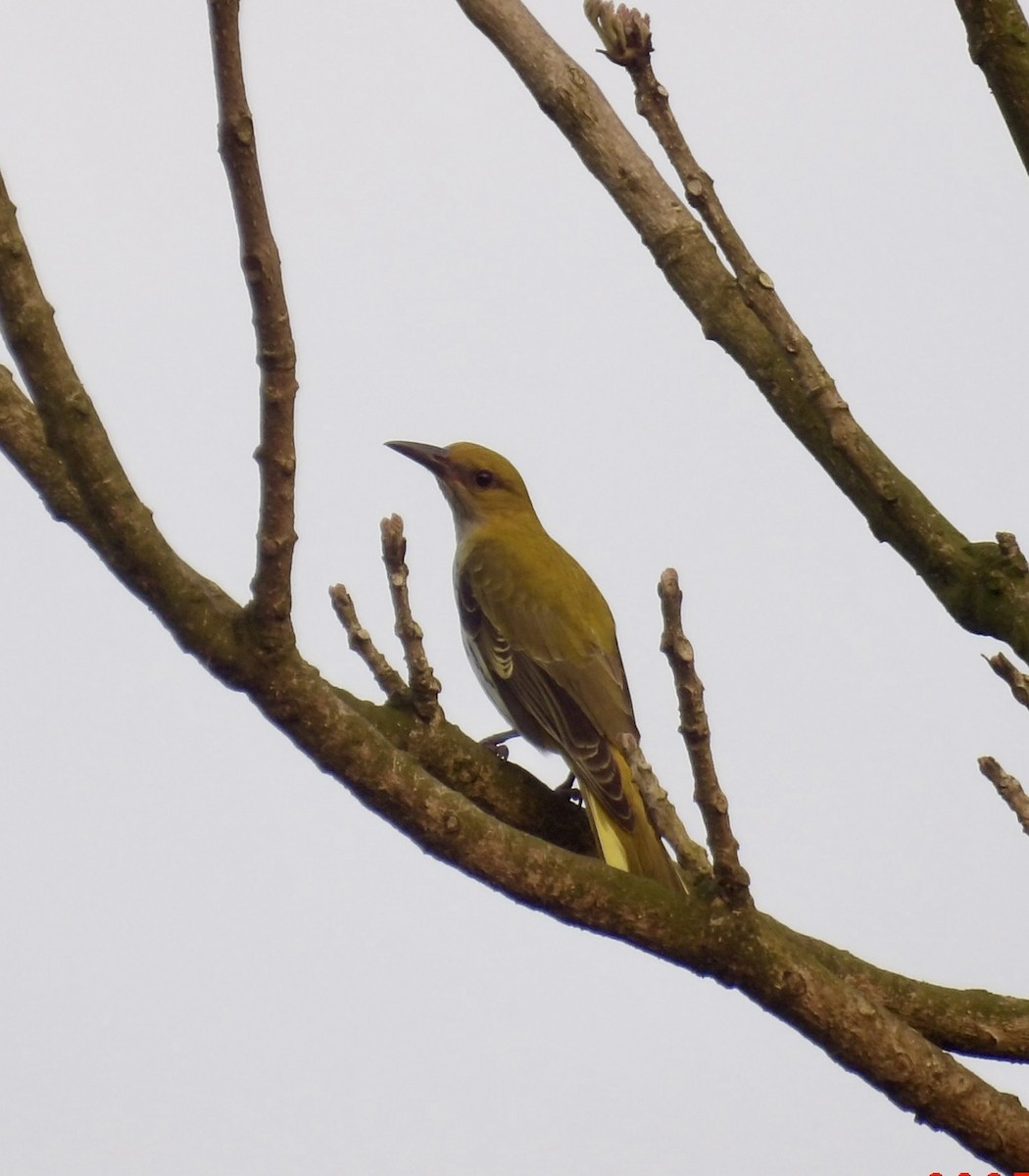 Indian Golden Oriole - ML643530979