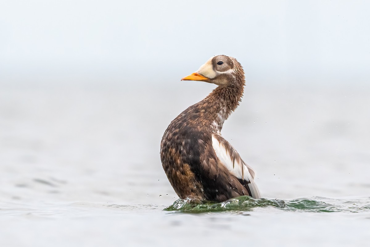 Spectacled Eider - ML643530984