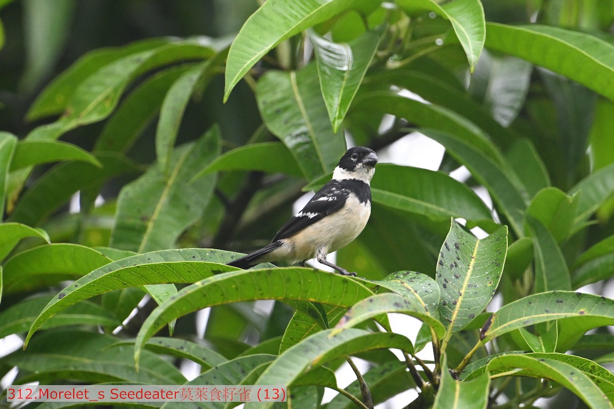 Morelet Tohumculu - ML643531015
