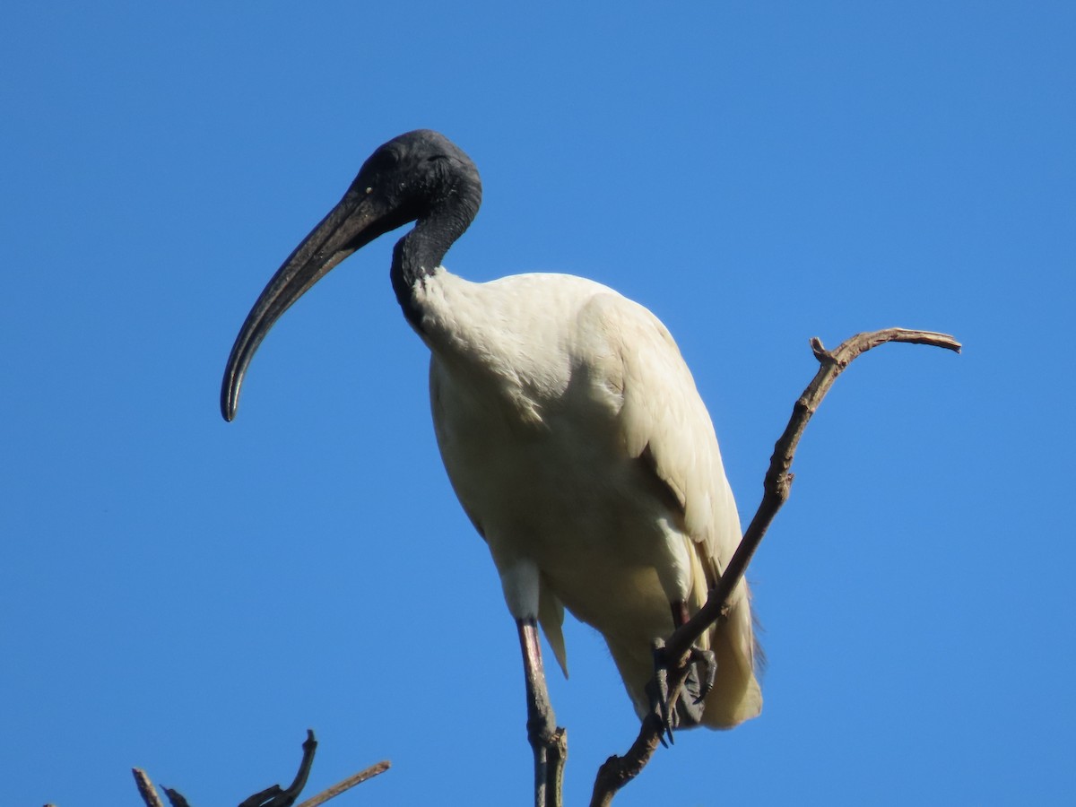 Black-headed Ibis - ML643531020