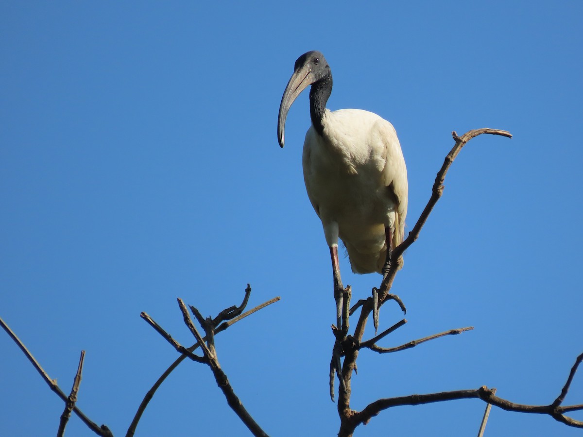 Black-headed Ibis - ML643531021