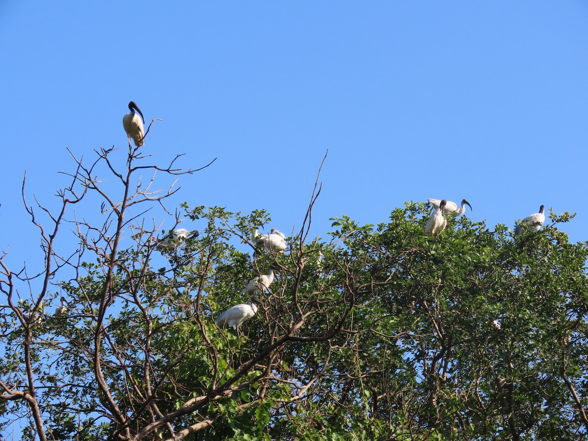 Black-headed Ibis - ML643531022