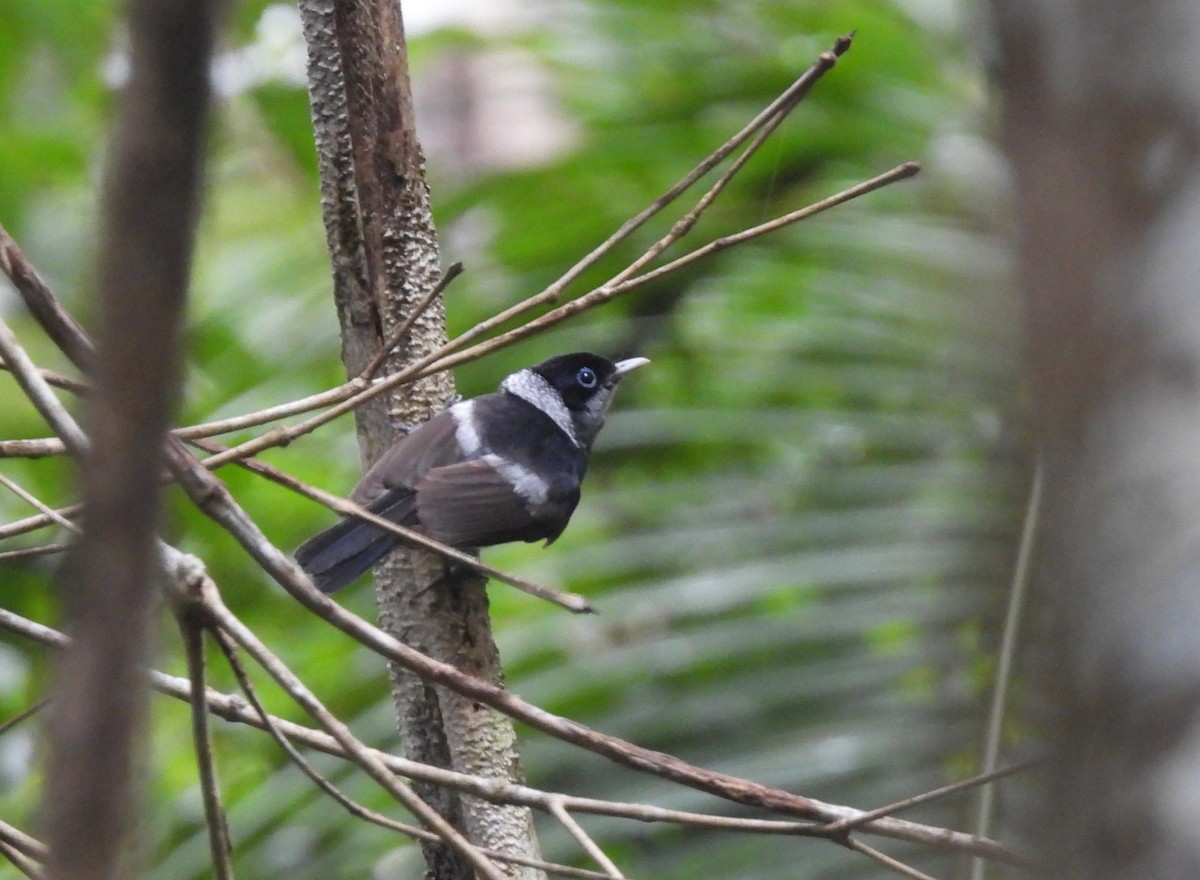 Pied Monarch - ML643531025
