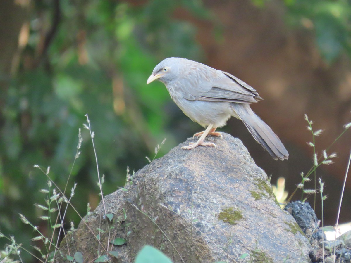 Jungle Babbler - ML643531032