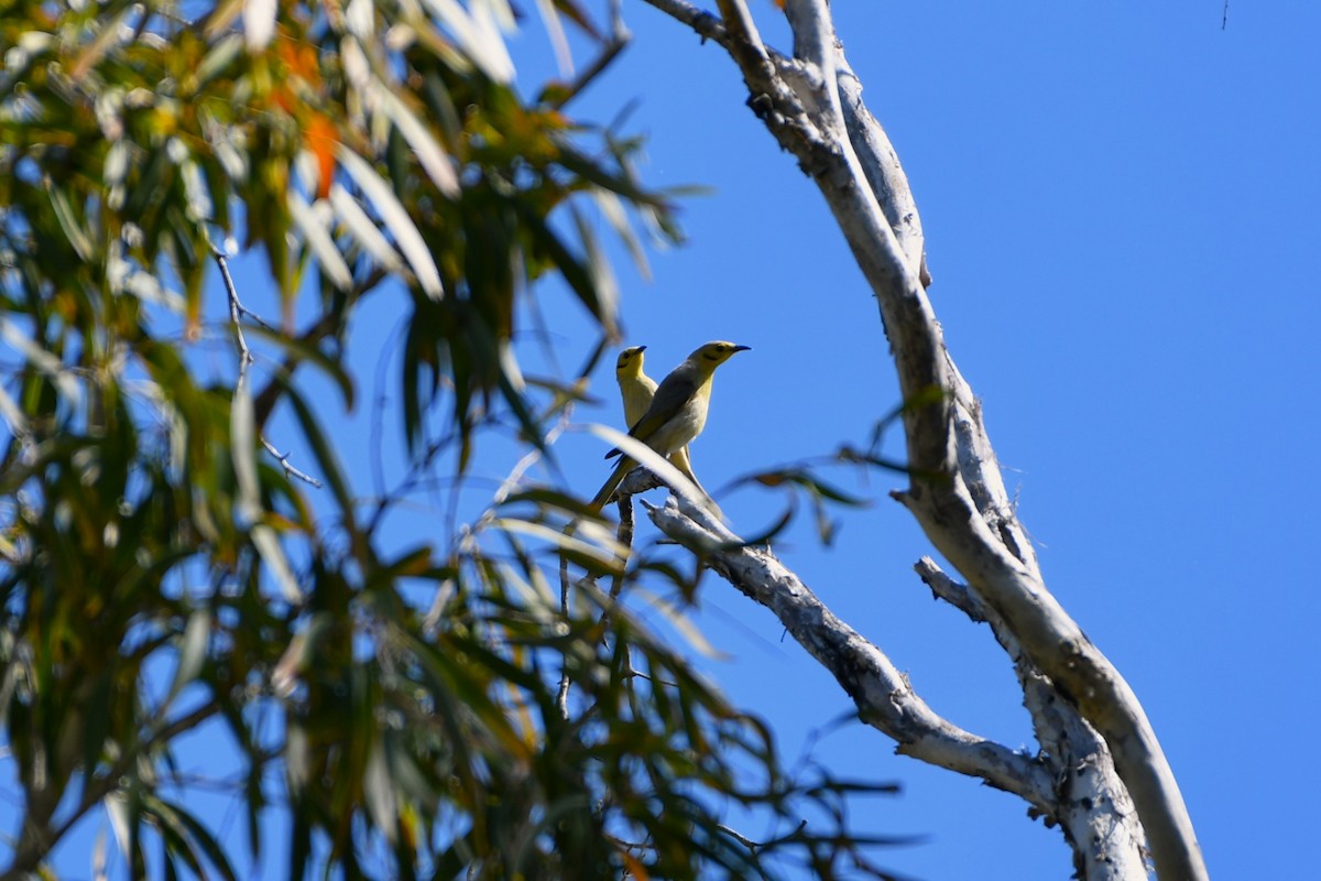 Yellow-tinted Honeyeater - ML643531062