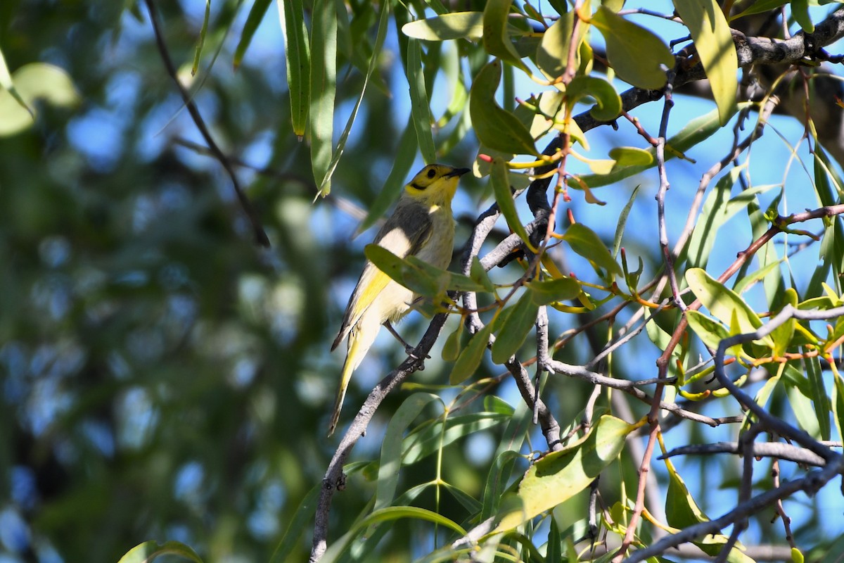 Yellow-tinted Honeyeater - ML643531063