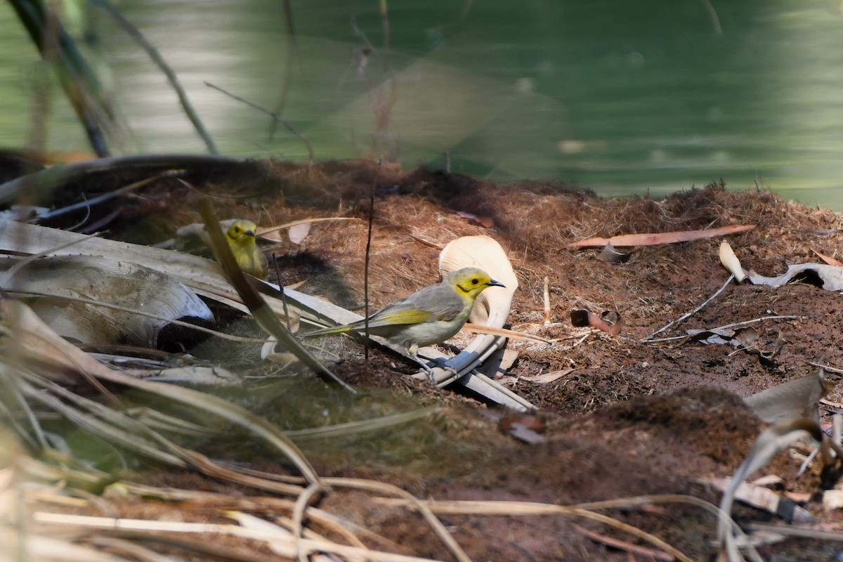Yellow-tinted Honeyeater - ML643531064