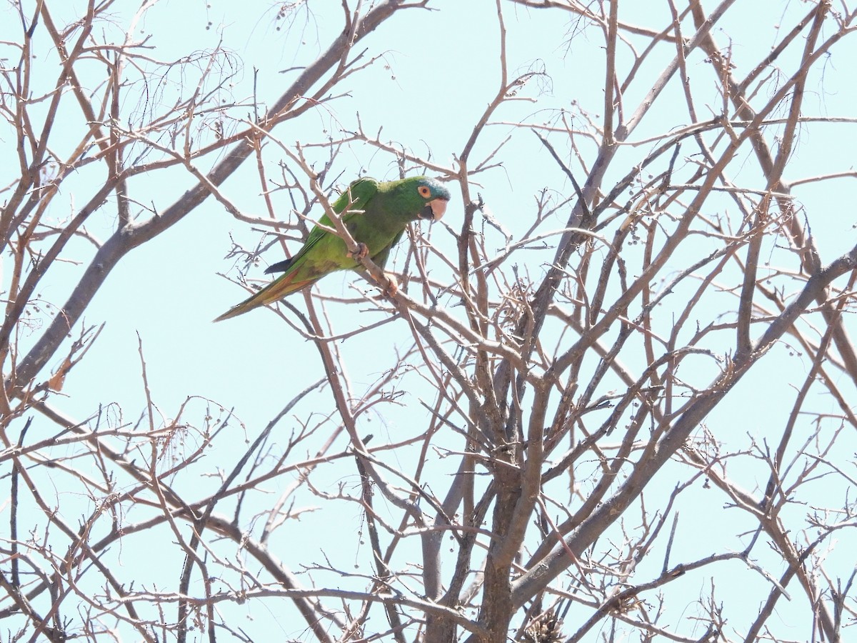 Blue-crowned Parakeet - ML643531076
