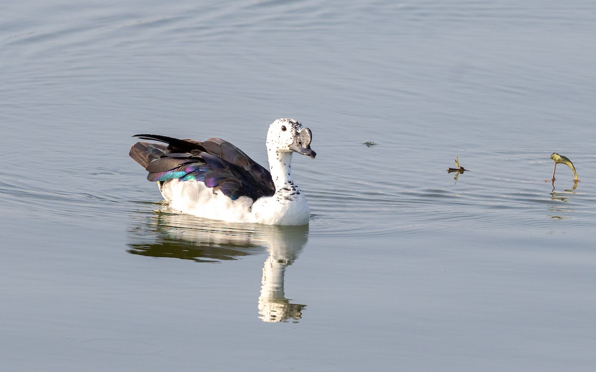 Knob-billed Duck - ML643531086