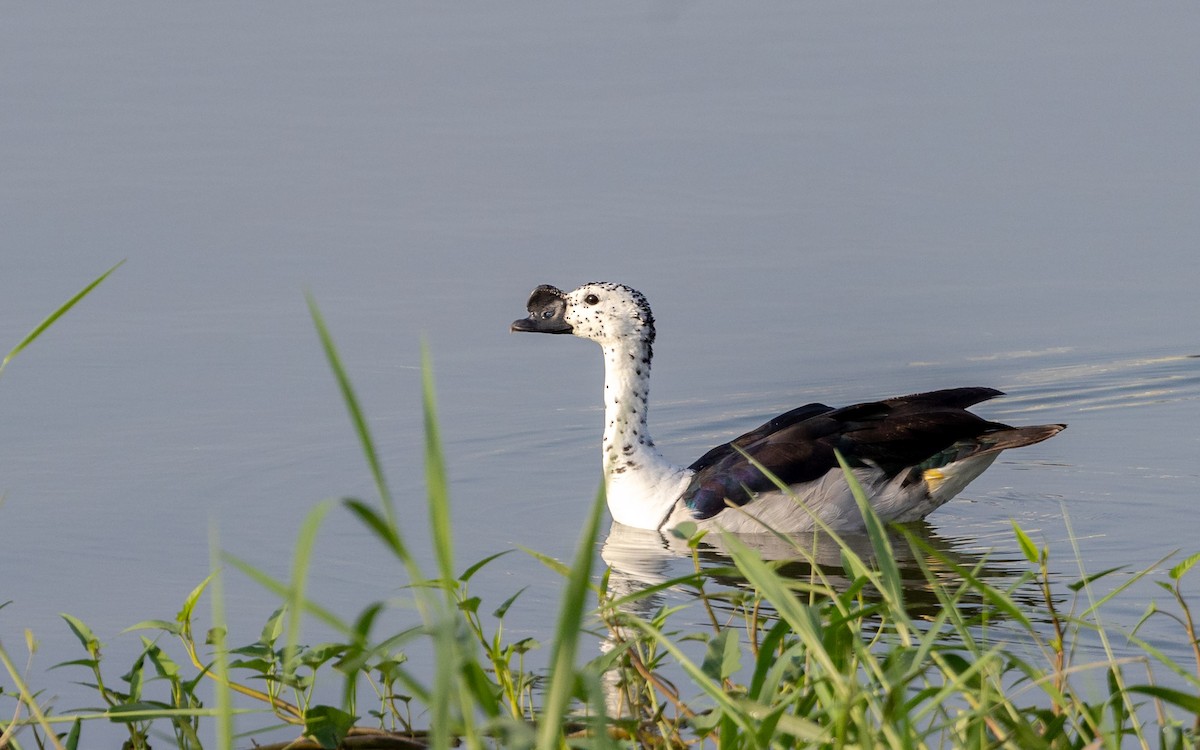 Knob-billed Duck - ML643531087