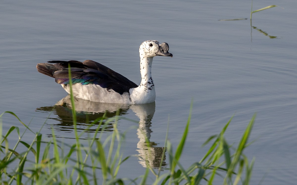 Knob-billed Duck - ML643531088