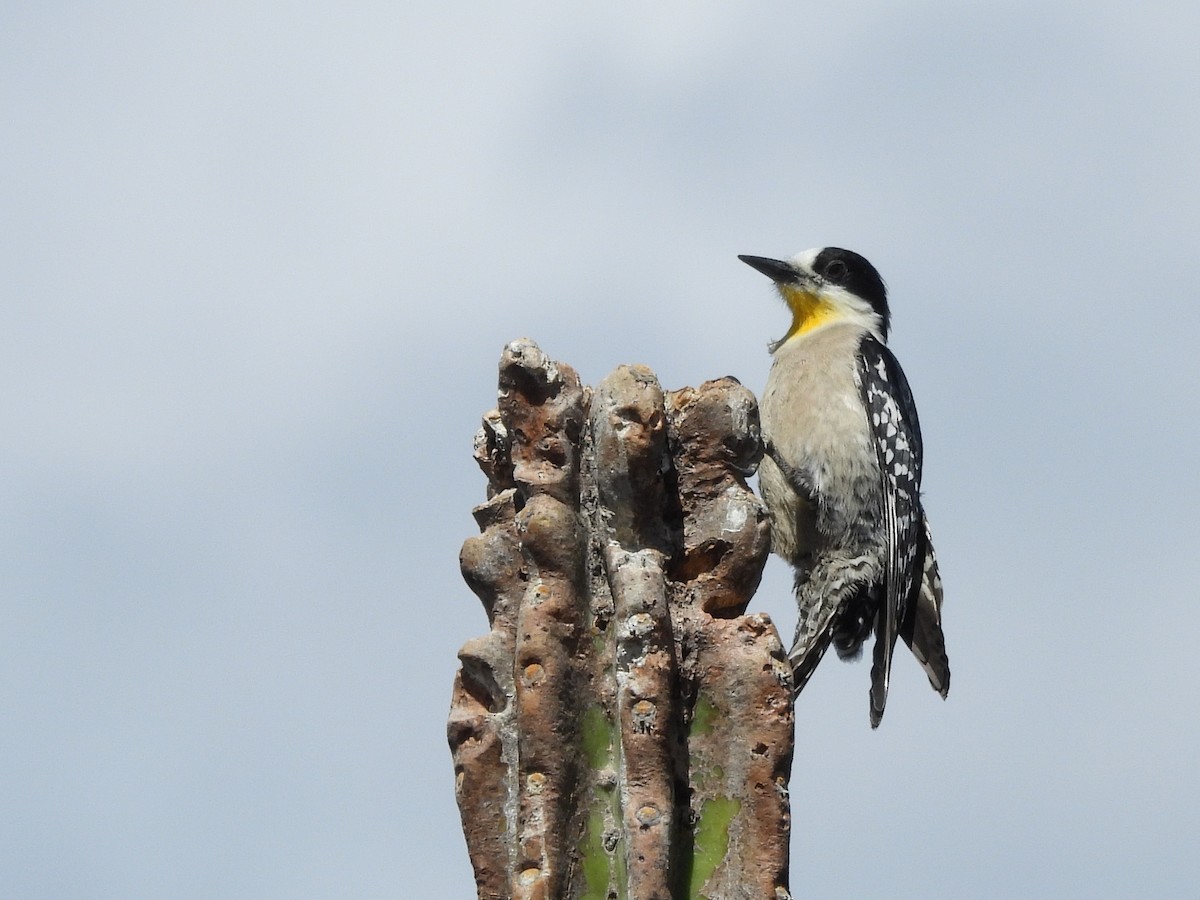 White-fronted Woodpecker - ML643531090
