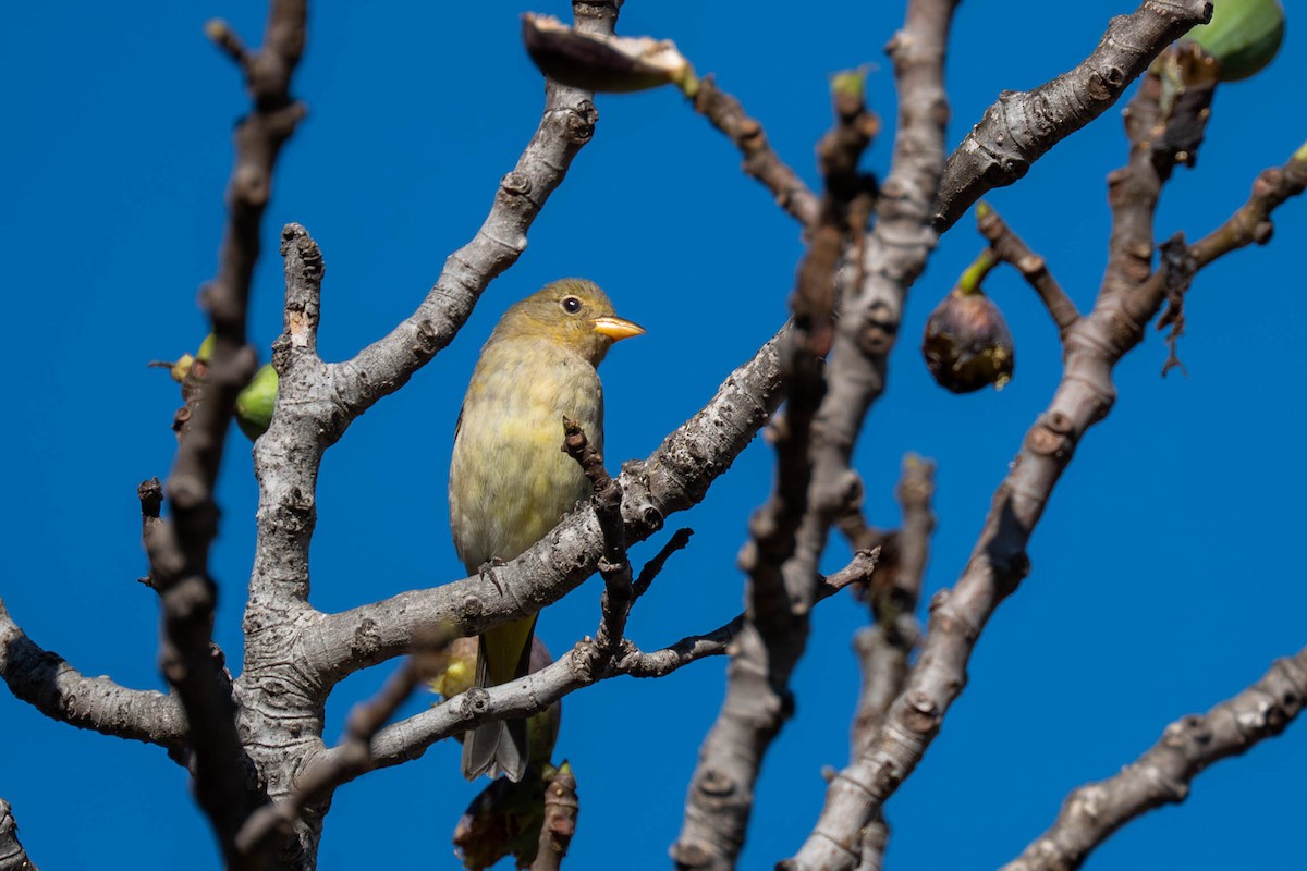 Western Tanager - ML643531098