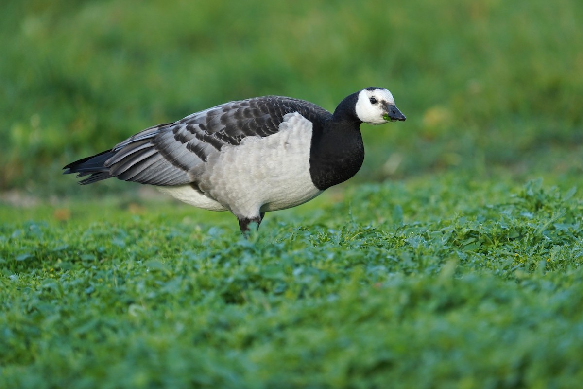 カオジロガン - ML643531109