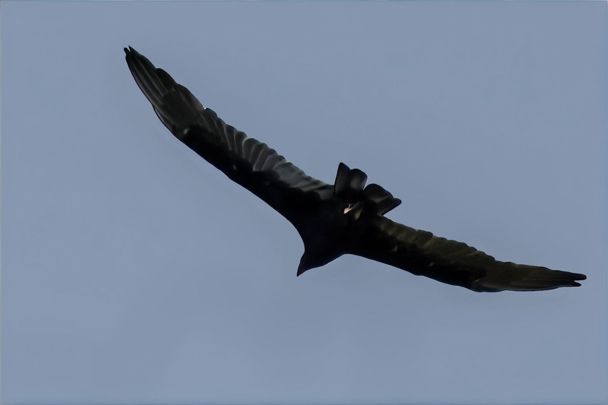Turkey Vulture - ML643531115