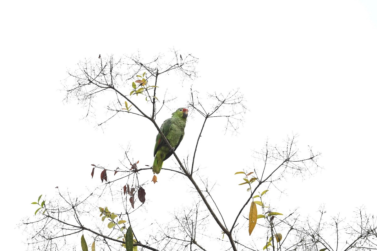Red-lored Amazon - ML643531126