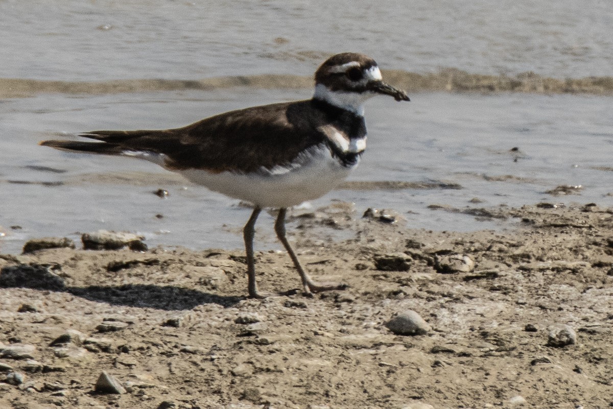 Killdeer - ML643531129