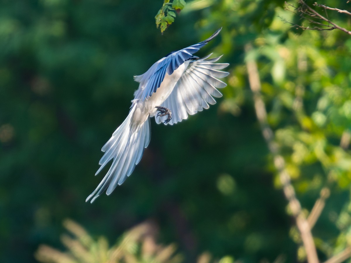 Azure-winged Magpie - ML643531136