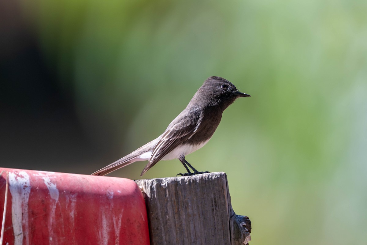 Black Phoebe - ML643531144