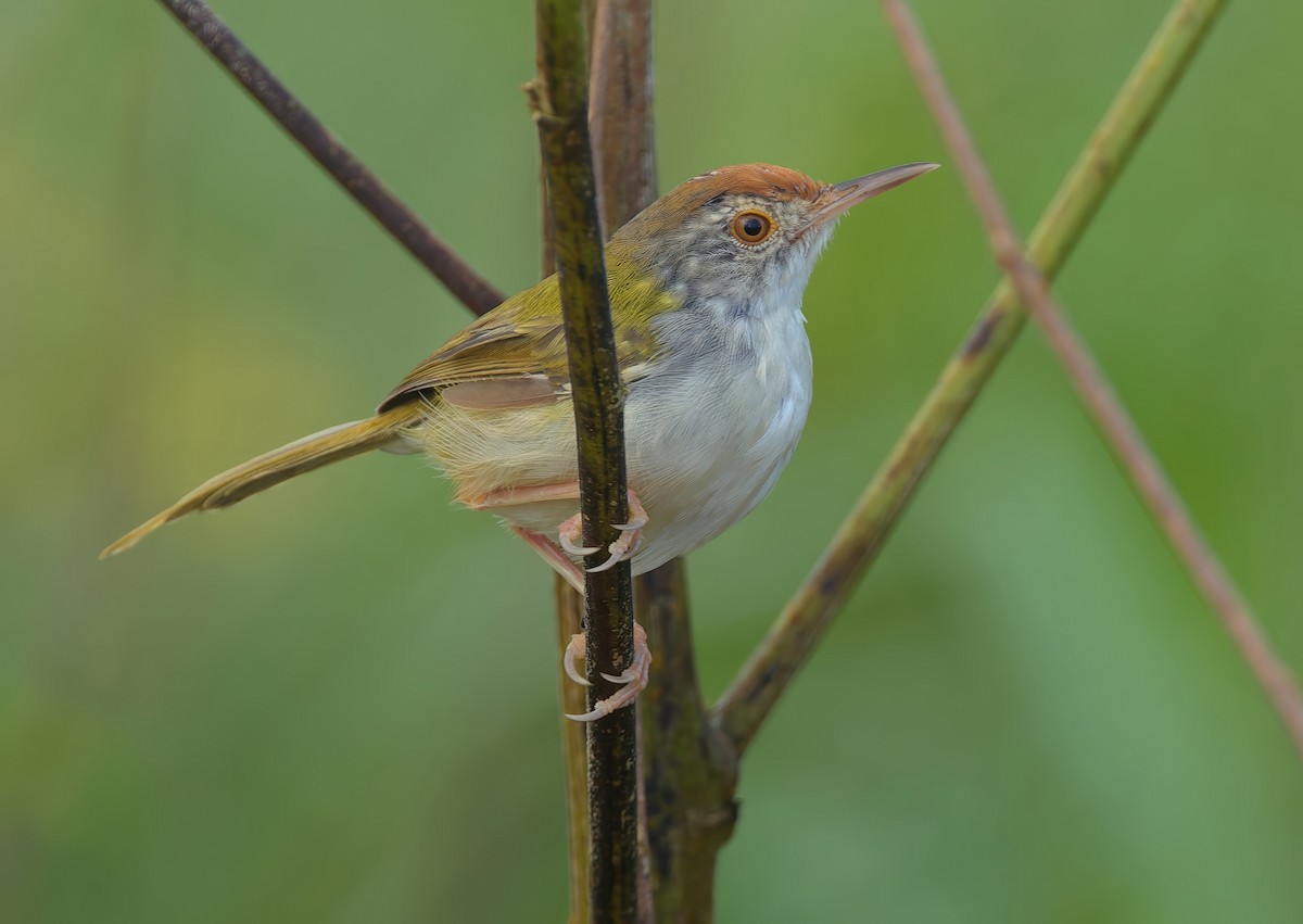 Common Tailorbird - ML643531154