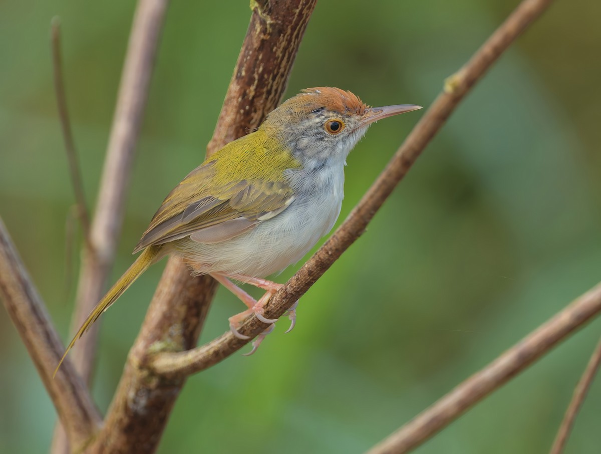 Common Tailorbird - ML643531155