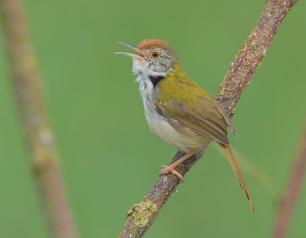 Common Tailorbird - ML643531156