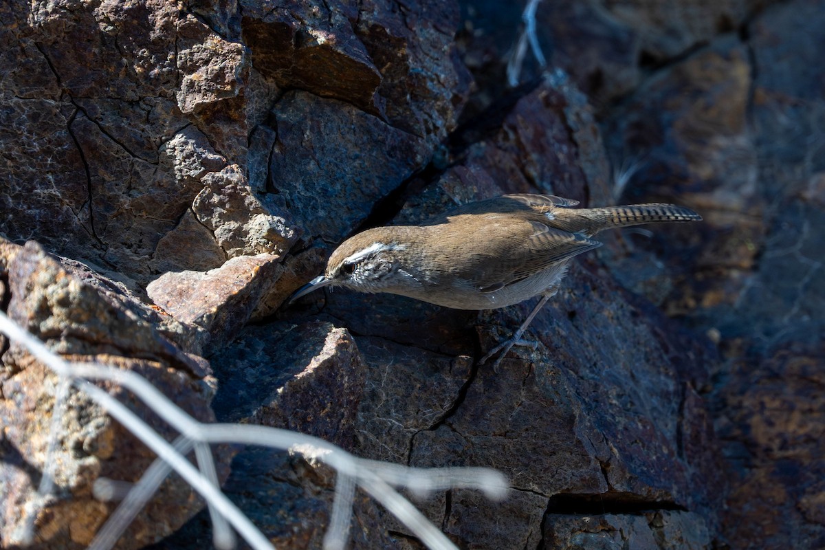 Bewick's Wren - ML643531157