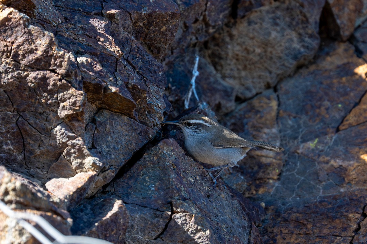 Bewick's Wren - ML643531158