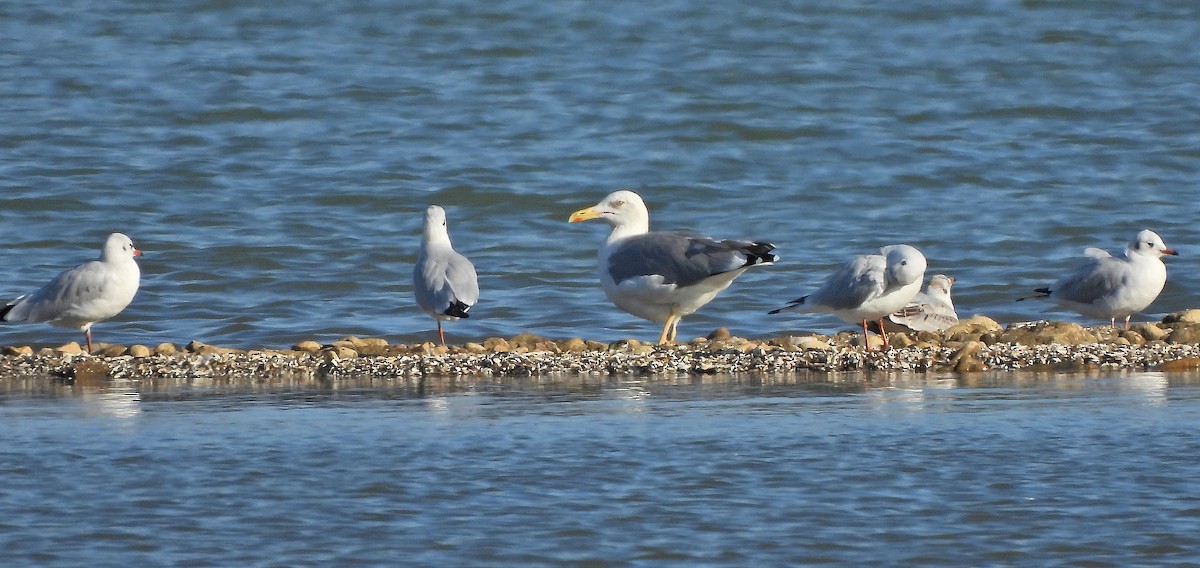 Gabbiano reale - ML643531159