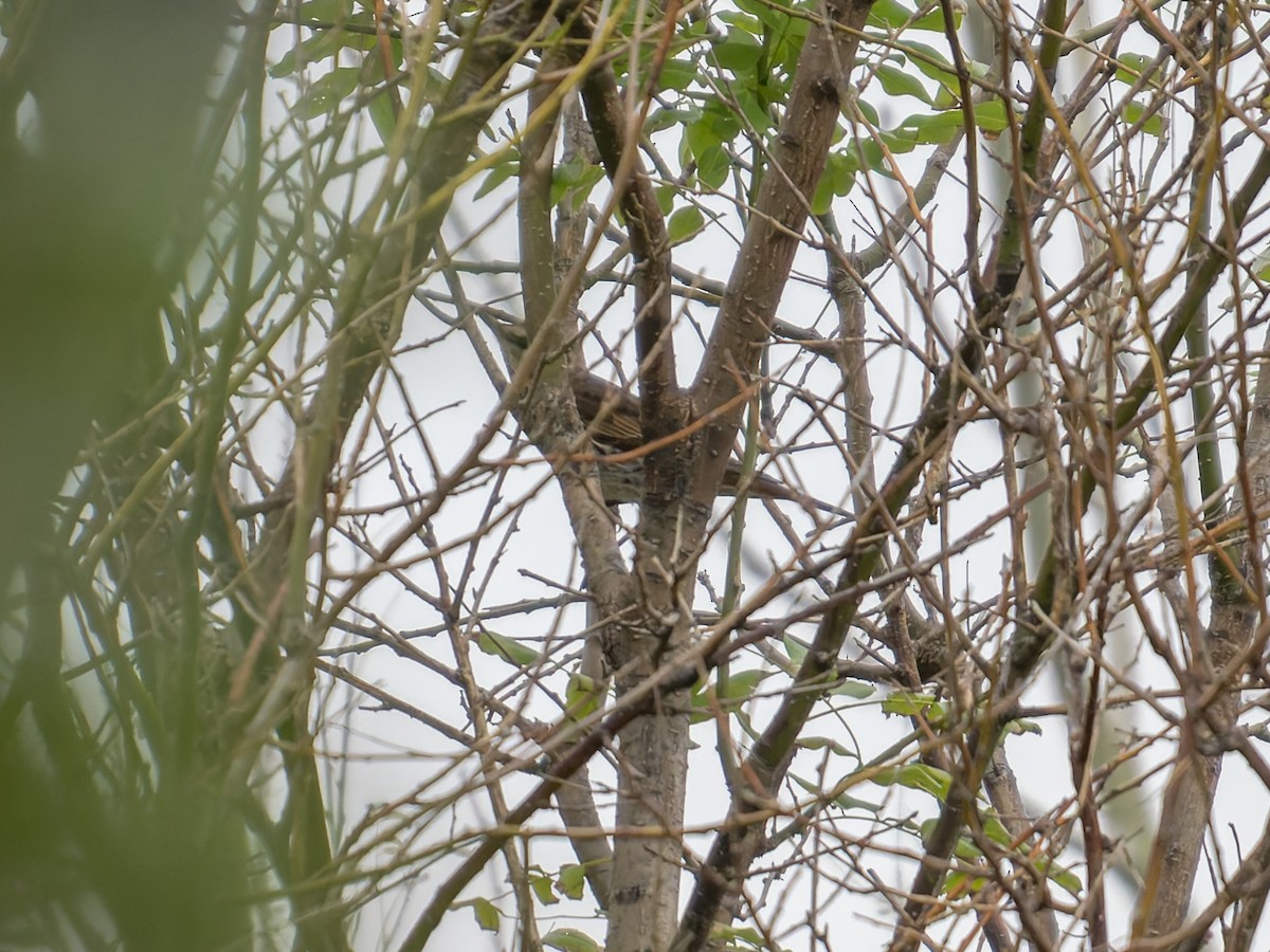 Dusky Thrush - ML643531167
