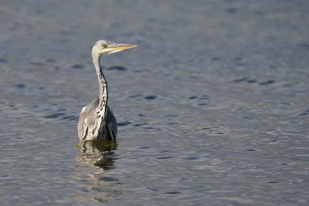 アオサギ - ML643531168