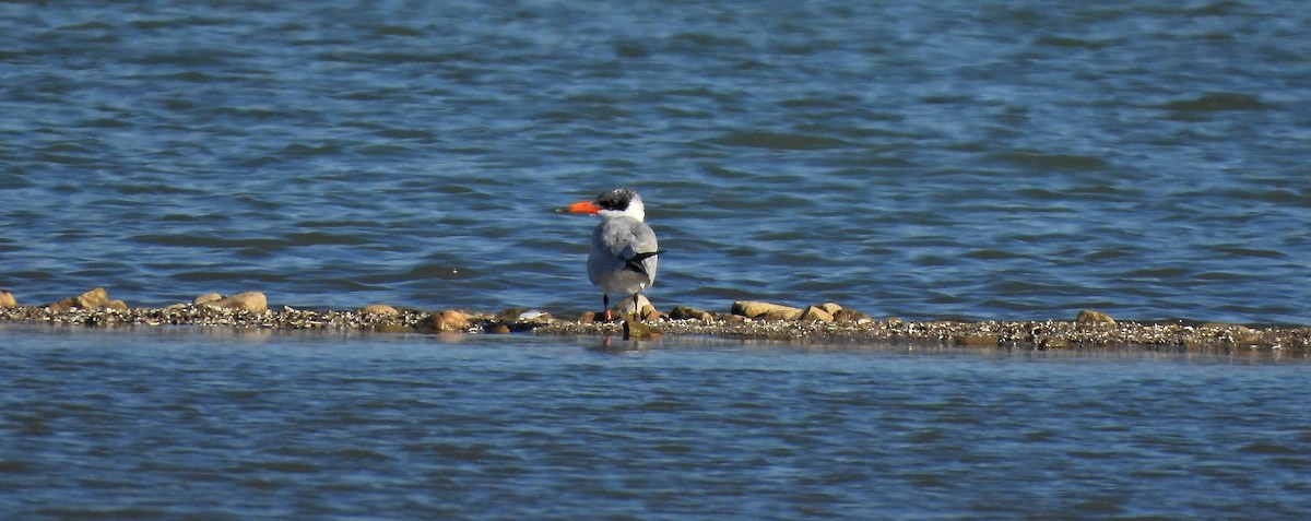 Sterna maggiore - ML643531170