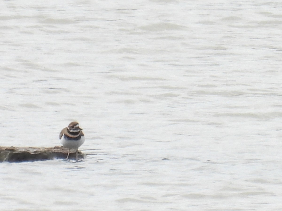 Killdeer - ML643531176