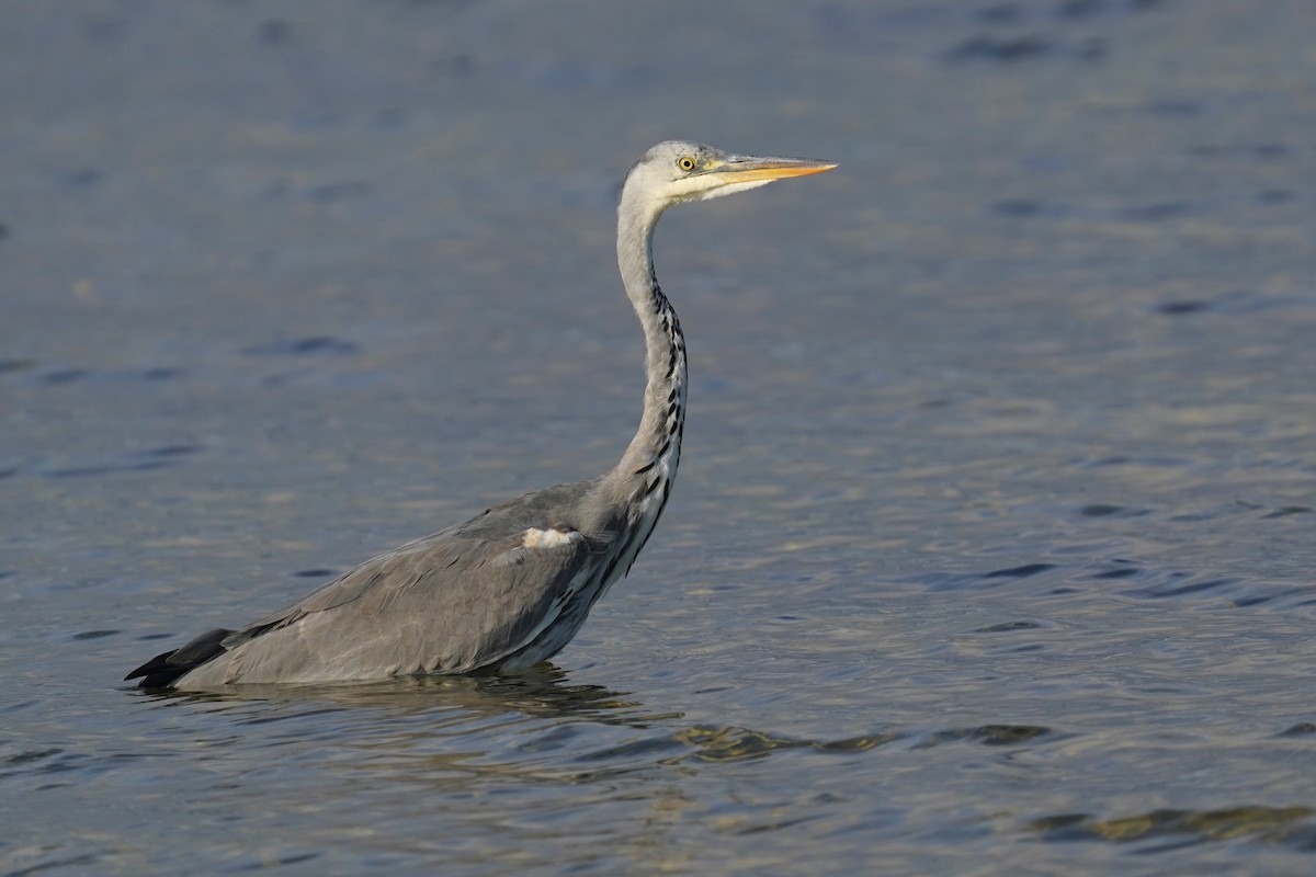 アオサギ - ML643531193