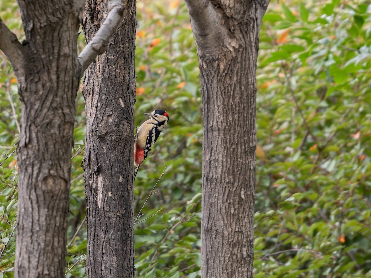 アカゲラ - ML643531194