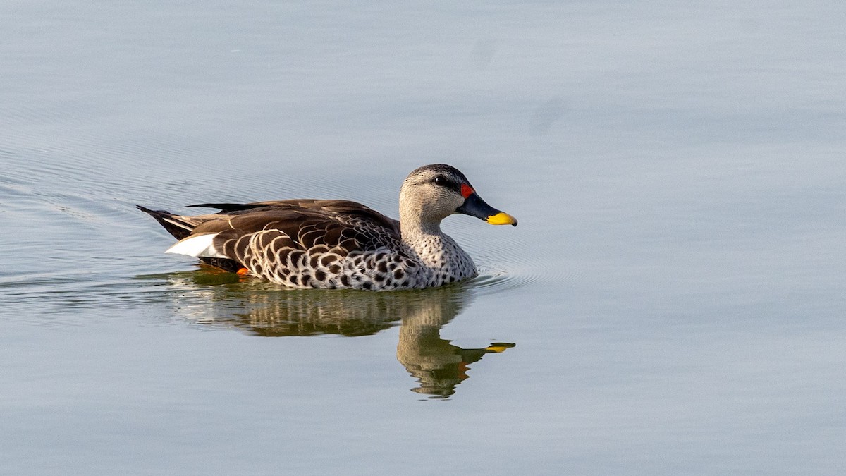Indian Spot-billed Duck - Adithya Bhat