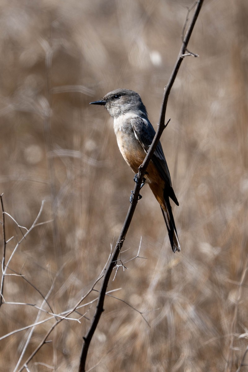 Say's Phoebe - ML643531204